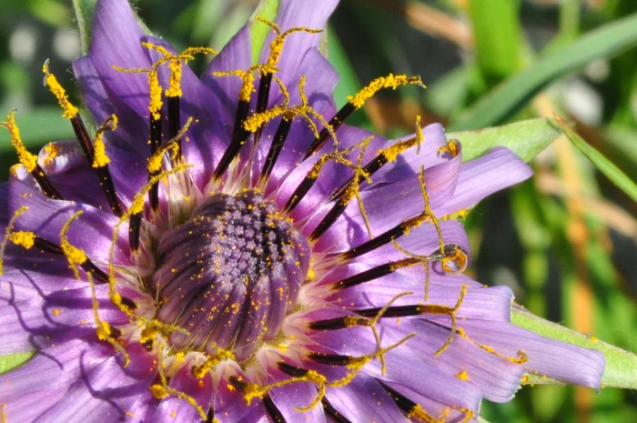 Tragopogon porrifolius image