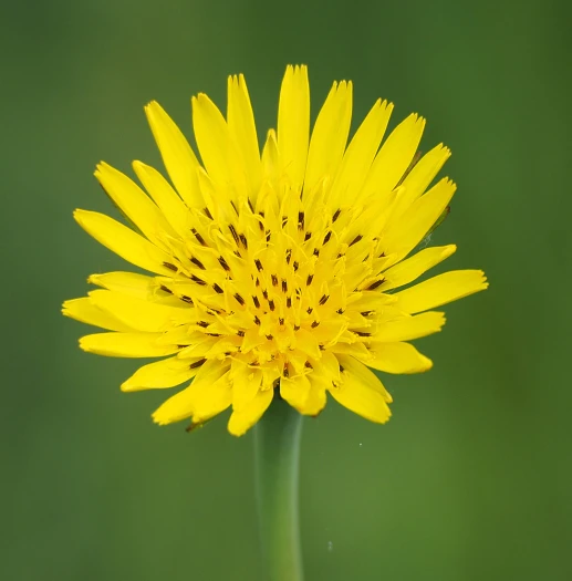 Tragopogon pratensis image