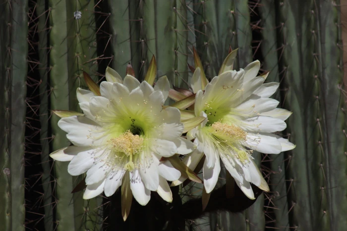 Trichocereus macrogonus image
