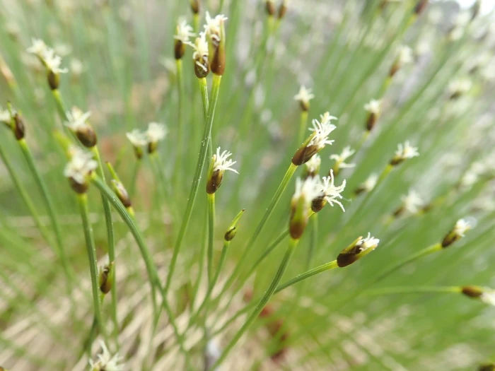 Trichophorum cespitosum image