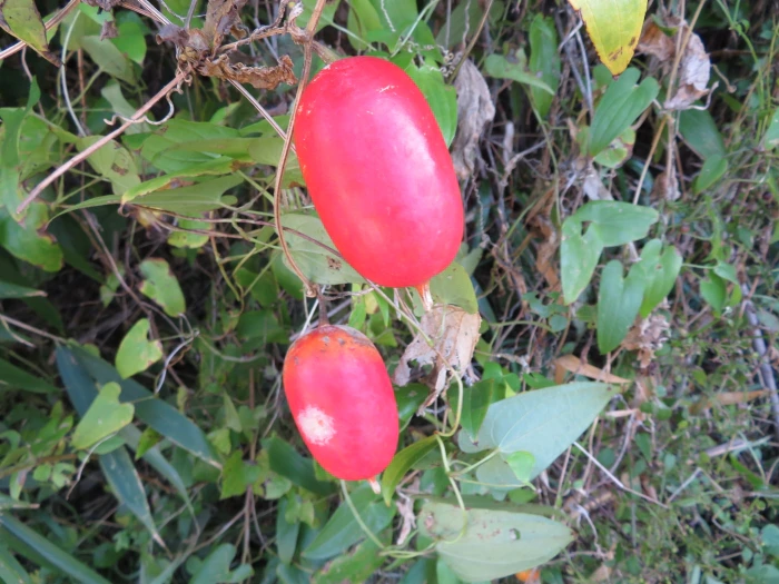 Trichosanthes cucumeroides image