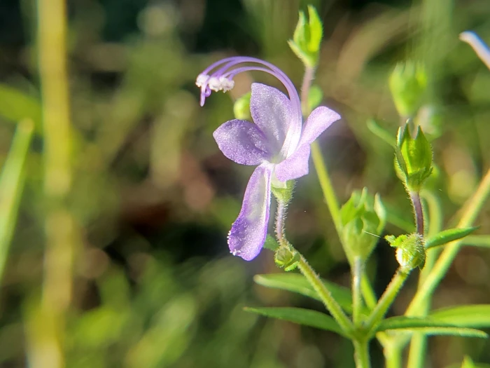 Trichostema dichotomum image