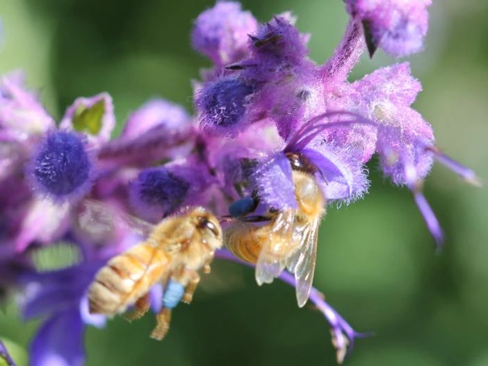 Trichostema lanatum image