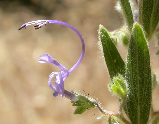 Trichostema lanceolatum image