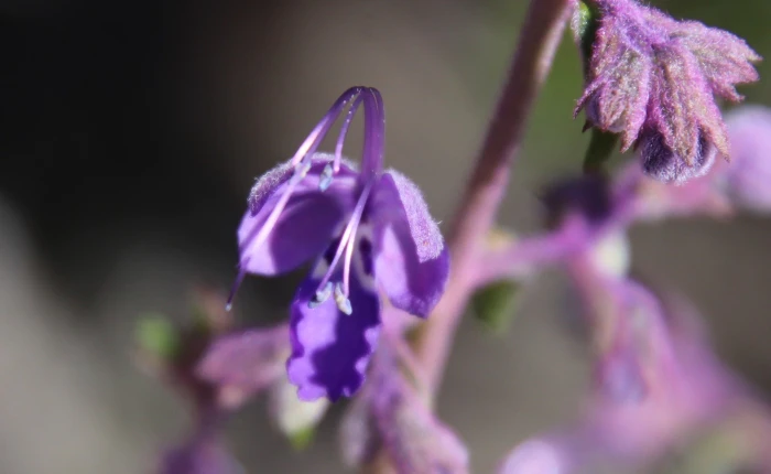 Trichostema parishii image