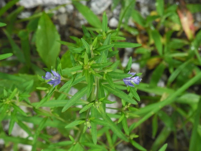Trichostema setaceum image