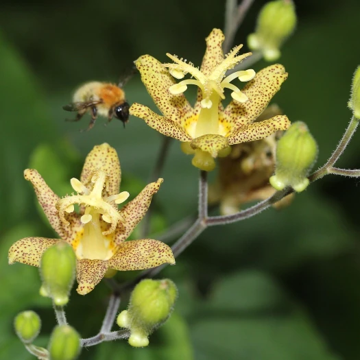 Tricyrtis latifolia image