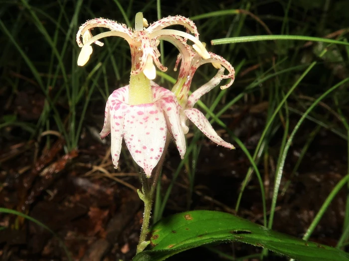 Tricyrtis macropoda image