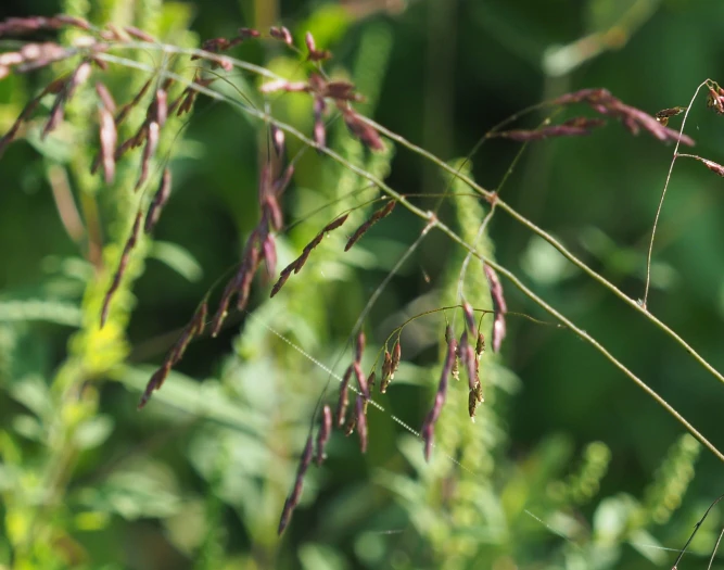 Tridens flavus image