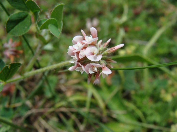 Trifolium amabile image