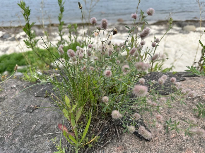 Trifolium arvense image