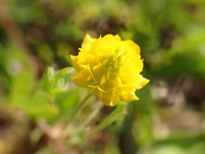 Trifolium campestre image