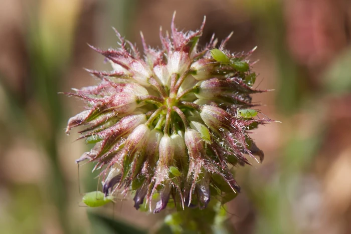 Trifolium ciliolatum image