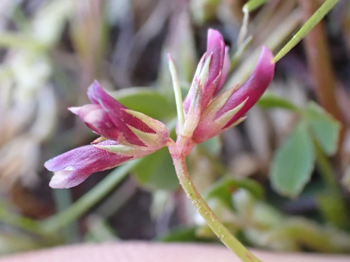 Trifolium gracilentum image