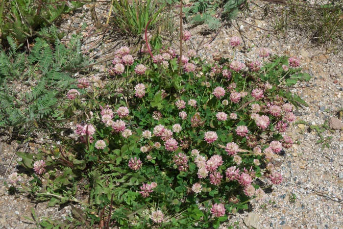 Trifolium hybridum image
