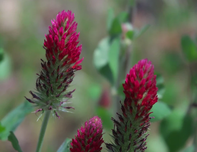 Trifolium incarnatum image