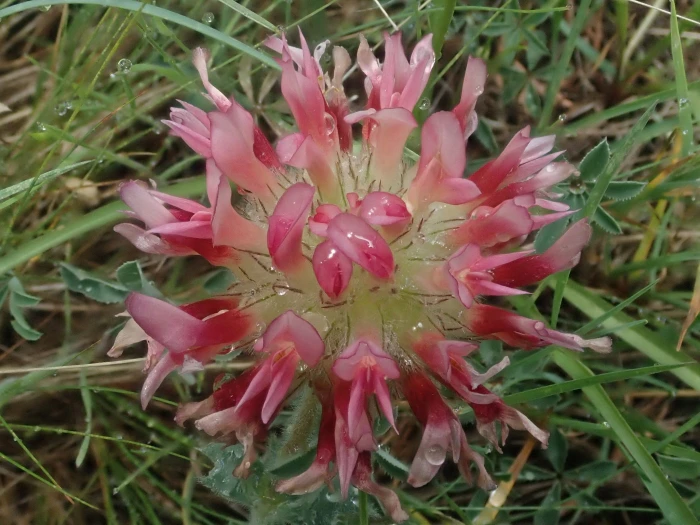 Trifolium macrocephalum image