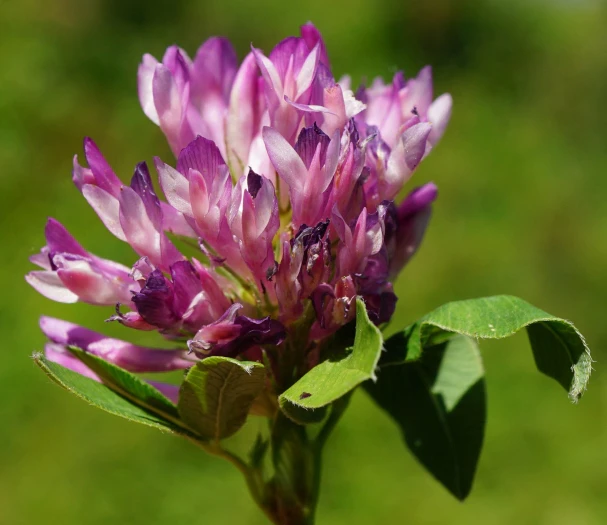 Trifolium medium image