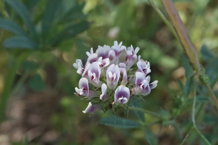 Trifolium obtusiflorum image