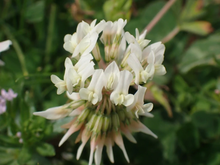 Trifolium repens image