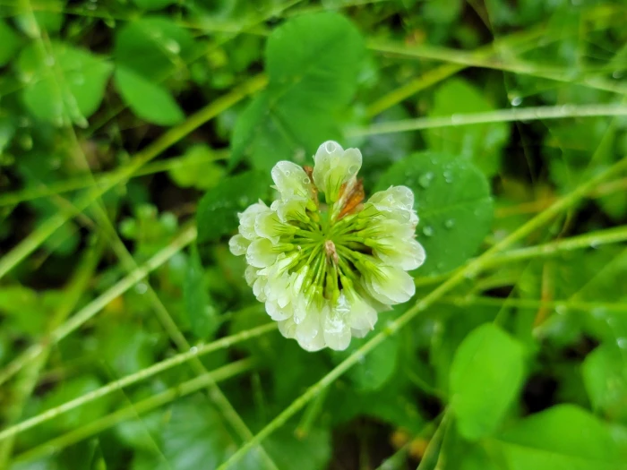 Trifolium stoloniferum image