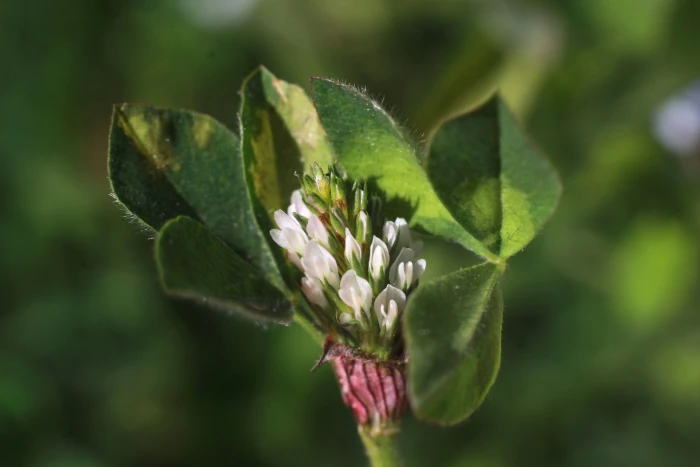 Trifolium striatum image