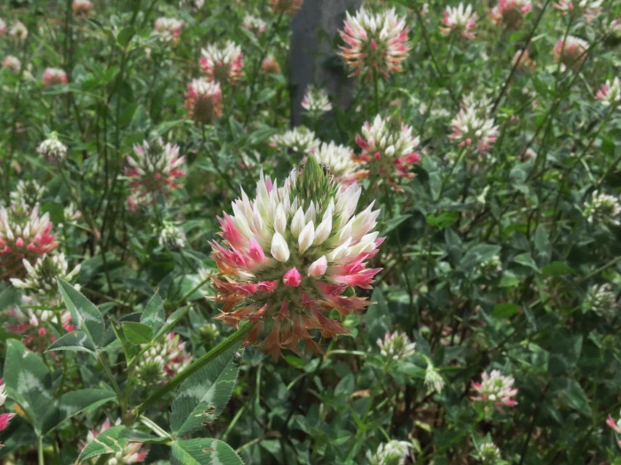 Trifolium vesiculosum image