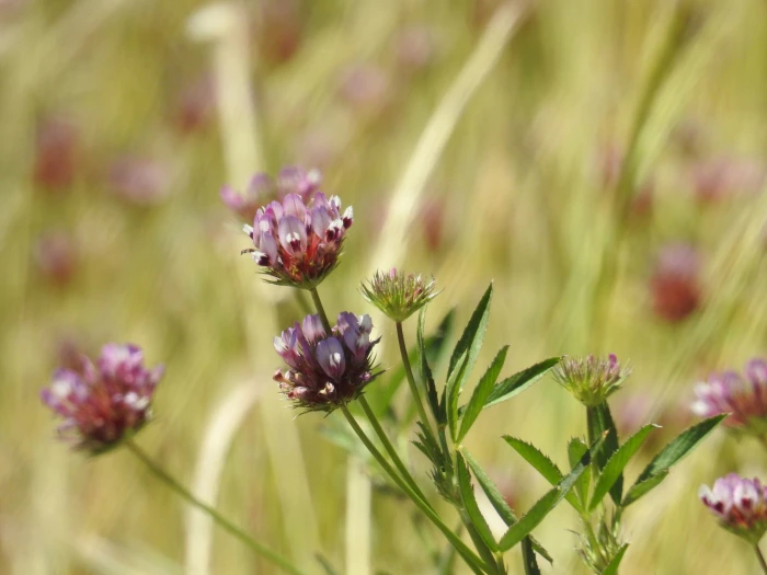 Trifolium willdenovii image