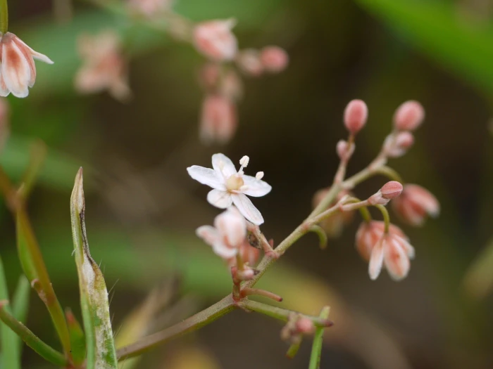Trigastrotheca pentaphylla image