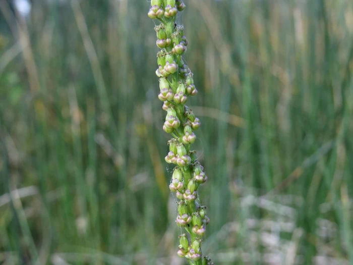 Triglochin maritima image