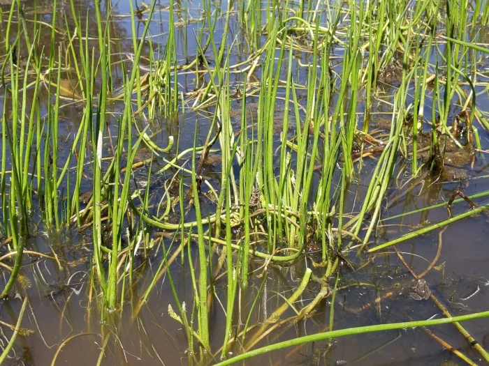 Triglochin scilloides image