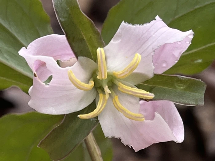 Trillium catesbaei image