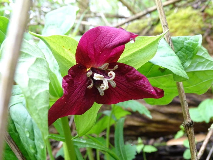 Trillium erectum image