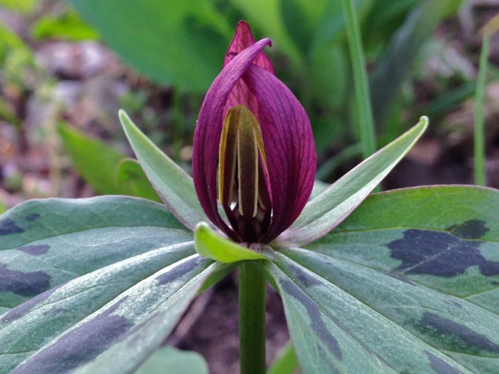 Trillium sessile image