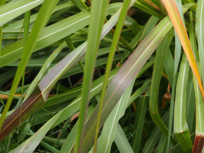 Tripsacum dactyloides image