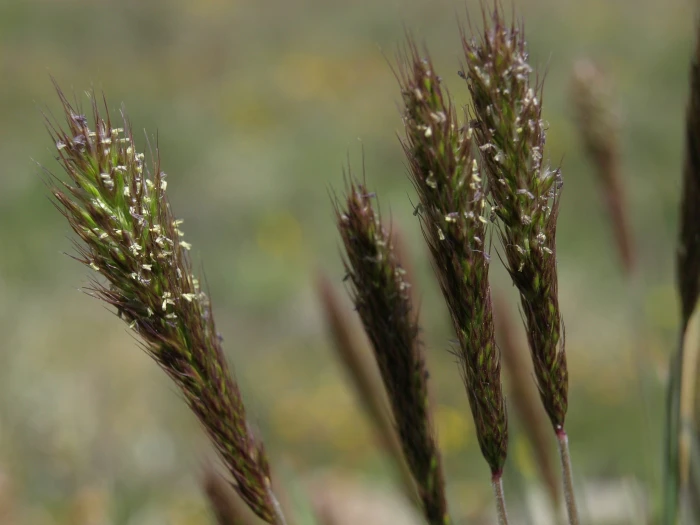 Trisetum spicatum image