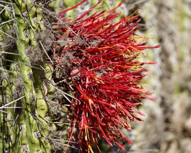 Tristerix aphyllus image