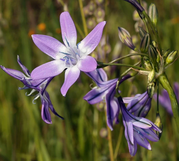 Triteleia bridgesii image