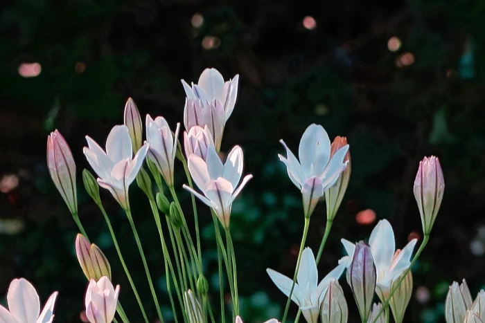 Triteleia peduncularis image