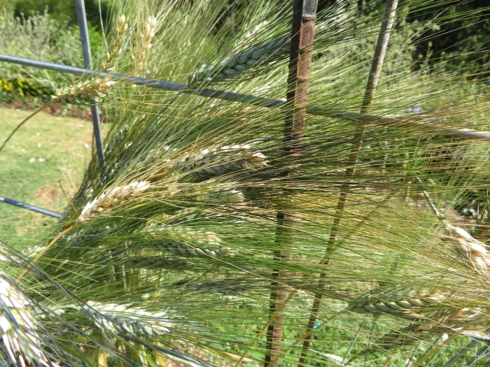 Triticum durum image