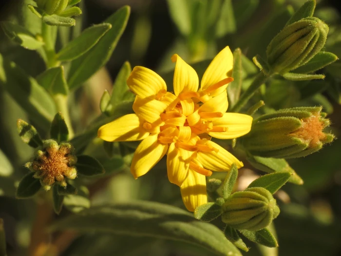 Trixis californica image