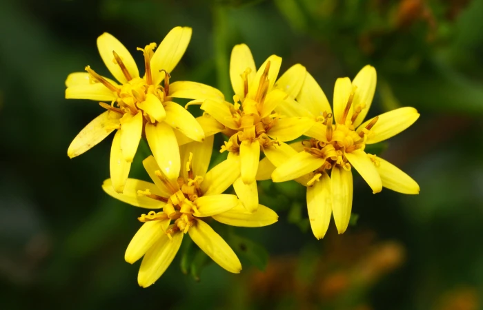 Trixis inula image