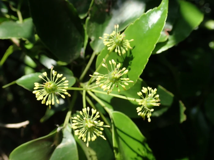 Trochodendron aralioides image