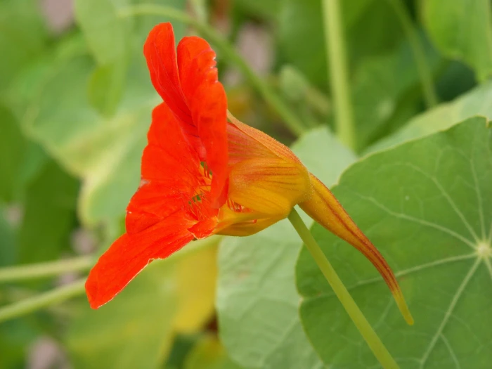 Tropaeolum majus image