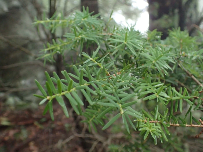 Tsuga caroliniana image