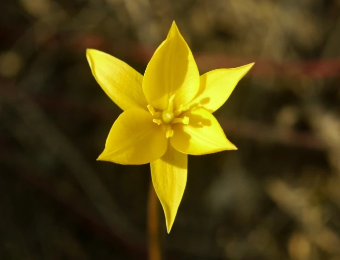 Tulipa sylvestris image
