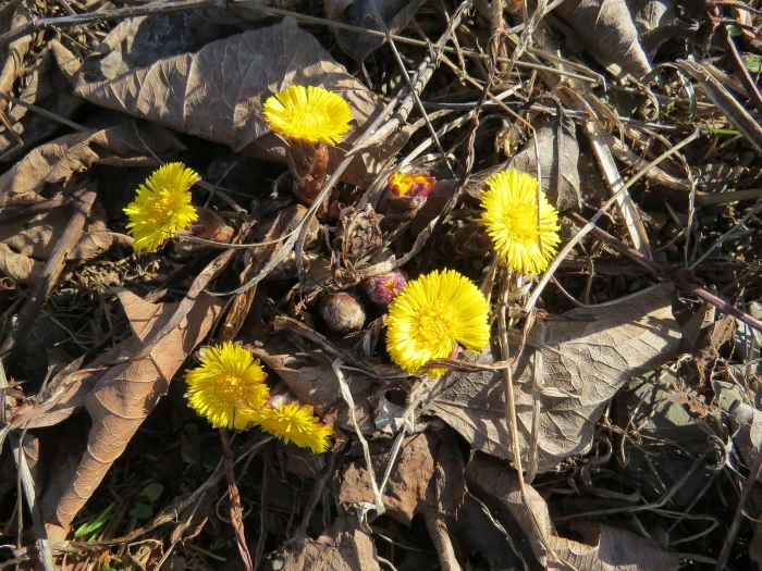 Tussilago farfara image