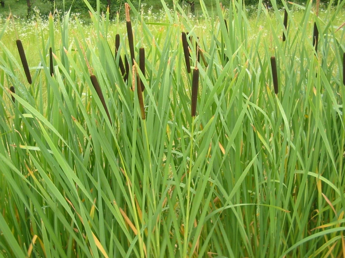Typha latifolia image