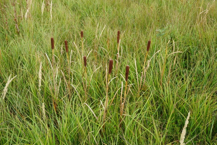 Typha shuttleworthii image