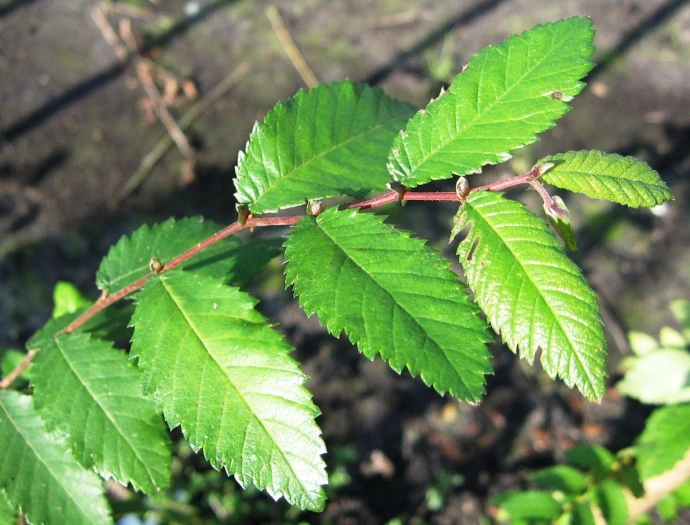 Ulmus alata image